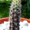 Austrocactus _coxii _02